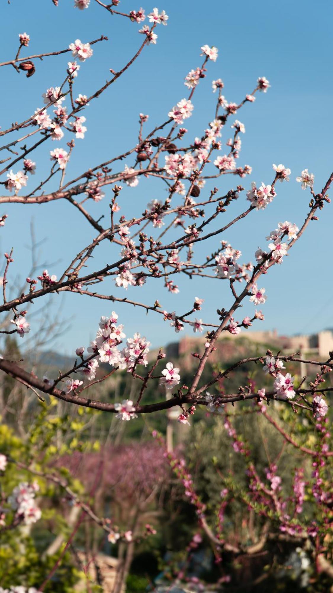 Mandalin Glamping Selçuk Exterior foto